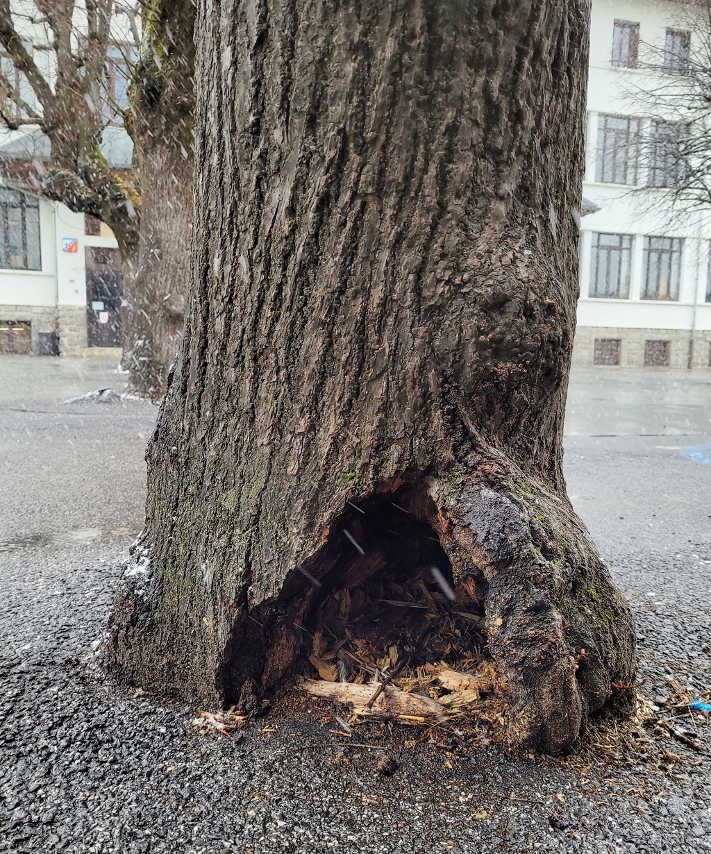 Coupe d'un arbre devenu dangereux dans la cour de l'école du centre de Chamonix