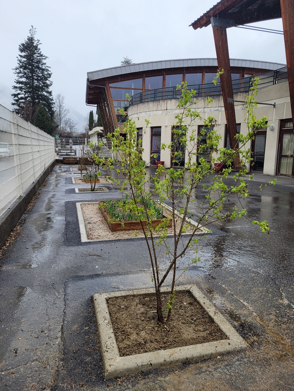 Plantation d'arbres à l'école du centre de Chamonix-Mont-Blanc